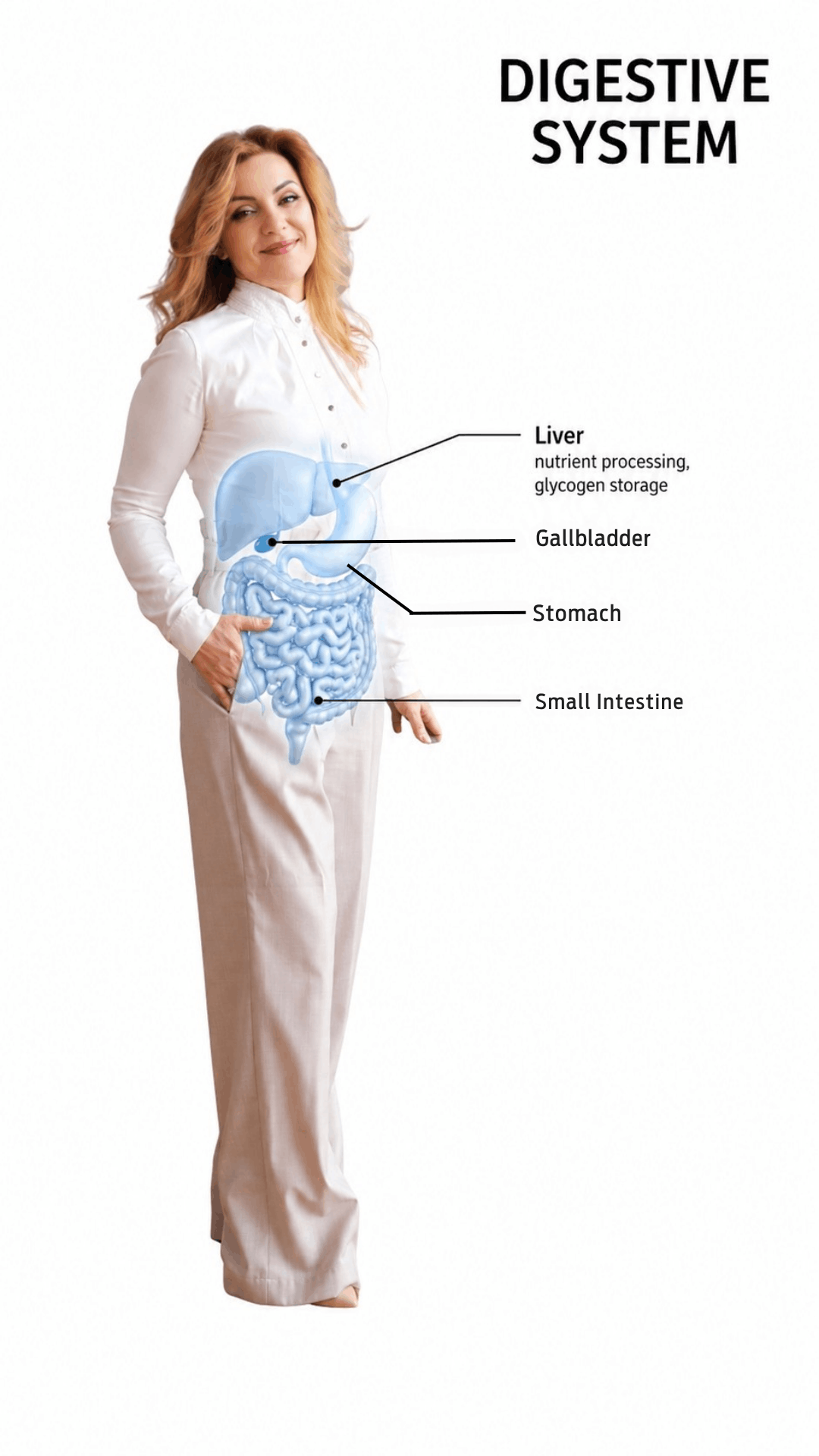 Digestive System Infographic for Gut Health