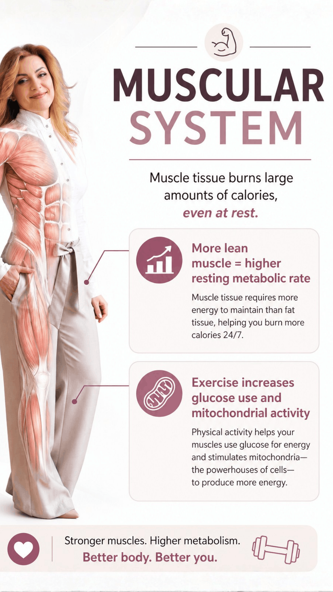 Muscular System Infographic for Lean Muscle and Metabolism